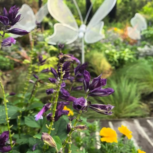 semi di salvia del fuoco, raro Salvia splendens giardino sul balcone d'appartamento esotiche varietà antiche biologiche 100pcs