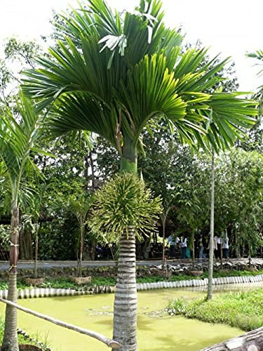 Areca Catechu Betel Nut 3 fresh seeds