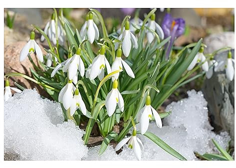 10x Giant Snowdrop Early Spring Flowering Bulbs Autumn Planting Galanthus Perennial Garden Plants Beautiful White Flowers