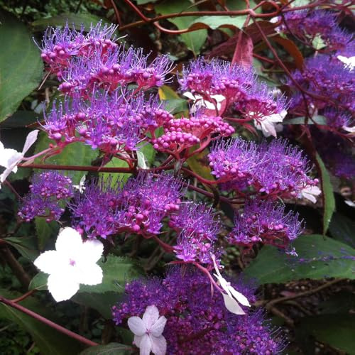 YouGarden Hydrangea 'Rosemary Foster', 1 x 9cm Pot, Purple Blue Flowers, Chocolate Leaves, Ready to Plant