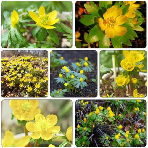 acónito de invierno - Eranthis hyemalis silvestres de jardín medicinales jardín interior semillas silvestres 45pcs