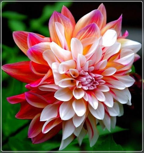 Blumenzwiebel Mix,Groß,Winterhart zwiebeln, Mysteriöse magische Glühbirne, 2025 Winterhart pflanzen,Mehrjährige Blumenzwiebel ist winterhart-2 Dahlien knollen-C