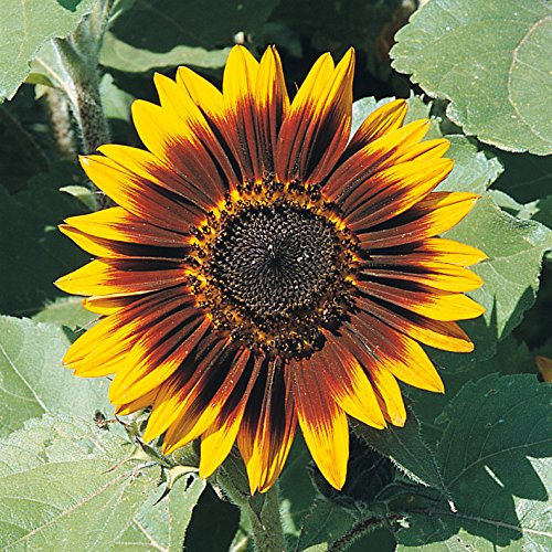 GIRASOLE ANELLO DI FUOCO NR.25 SEMI