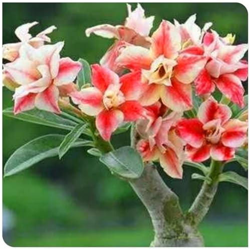 Rosa del desierto: bulbos sanos, crecimiento rápido, hermoso jardín, buena tolerancia al frío.-1bulbos-D