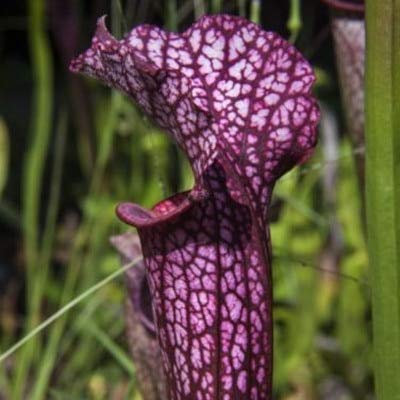 Graines Fraîches De Plantes Nepenthes Pour La Plantation Violette Paquet De 100 Graines