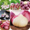 mix di aglio - cipolle piante da giardino erbe aromatiche balcone piantare verdure piantare aglio piante da giardino resistenti giardino erbe aromatiche aglio - Piante rare - 2pcs