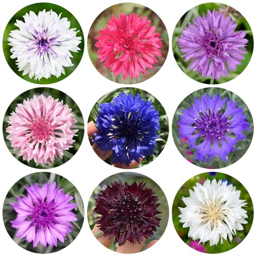 Semi di fiordaliso, perenni, resistenti rare decorazione del giardino esterno 800pcs