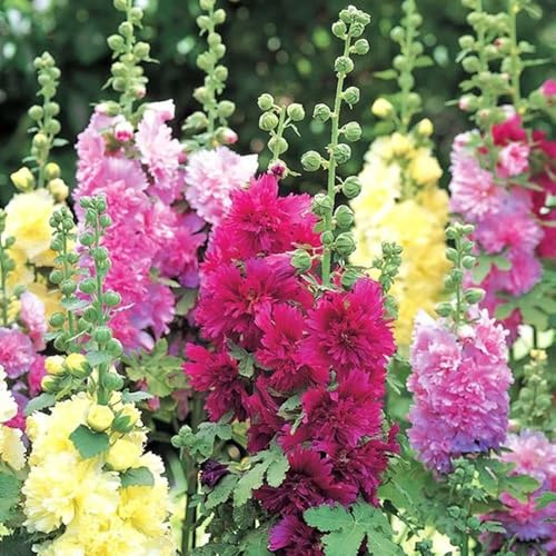 malvarosa - semi di malvarosa di esotici selvatici primaverili, in vaso Decorazioni per giardini esterni, Decorazioni 400semi