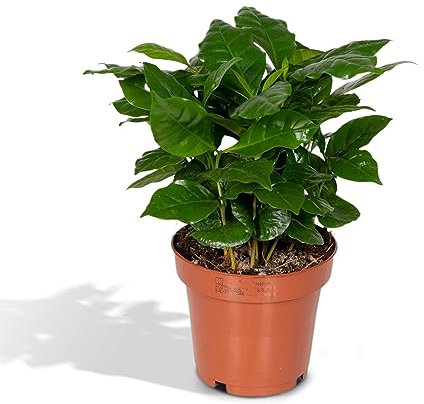 La Green Touch - Grand Caféier Arabica - Plante d'intérieur - Pot 12cm, Hauteur 25 cm