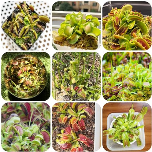 venusfliegenfalle pflanze samen schattenpflanzen winterhart fleischfressende pflanzen gartenpflanzen ausgefallene zimmerpflanzen herbal garden einfacher Anbau balkonpflanzen 70pcs