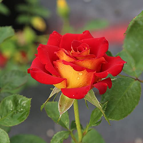 Heirloom Floribunda Roses, Live Own Root Plant for Outdoor Garden, Ketchup & Mustard™, Moderately Fragrant, Hardiness Zones: 5-9, Repeat Blooming