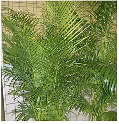 100 Samen Goldfruchtpalme,Areca, Dypsis lutescens-