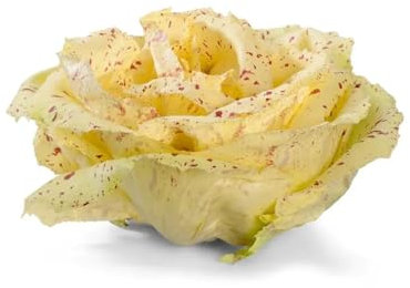 250 Graines de Chicorée Sauvage Di Castelfranco - SemiSauvage Permaculture