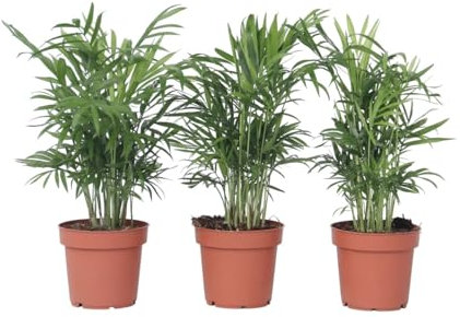Plant in a Box - Chamaedorea elegans - Set de 3 - Palmier nain - Plante d'appartement - Pot 12cm - Hauteur 30-40cm