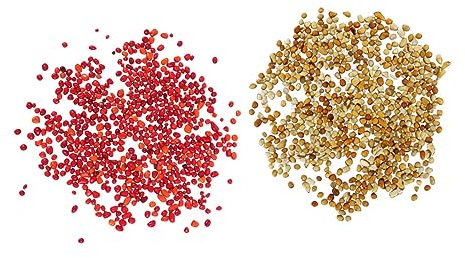 BESPORTBLE 2 Juegos De Arena De Fondo Coloreada para Peceras 250g/set Grava para Acuarios Decoración De Vidrio Fácil De Usar