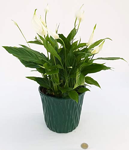 POWERS TO FLOWERS - SPATIFILLO IN VASO CERAMICA VERDE SCURO, vaso 18cm, Pianta Vera