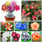 Winterharte, qualitativ hochwertige gemischte Blumenzwiebeln, pflegeleicht, schnellblühend, lange Blütezeit, schöne Dekoration für drinnen und draußen-1 wüstenrose samen mix
