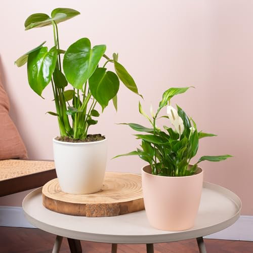 2 x Ensemble de Plantes d'Intérieur - Paire de Monstera et Spathiphyllum - Mélange de Plantes avec Philodendron à Feuilles Fendues et Lys de la Paix, Grandes Plantes d'Intérieur Réelles.