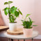 2 x Bundle di Piante da Interno - Coppia di Monstera e Spathiphyllum - Mix di Piante con Philodendron a Foglia Divisa e Gigante Giglio della Pace, Piante Reali da Interno.