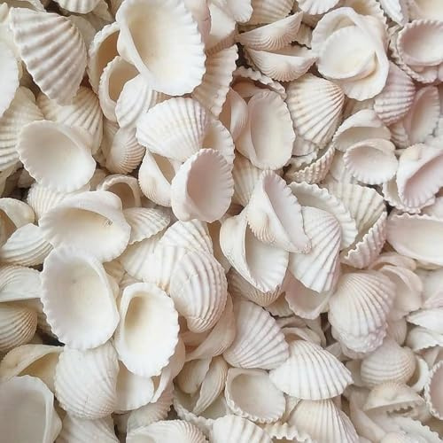 TENGWA Conchas de Mar Decoracion 280g 20-35 mm Conchas Naturales Relleno para Jarrones Conchas Marinas Ideal para Fiestas en Playa Decoración de Bodas Acuarios y Joyería