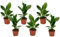 Plant in a Box - Strelitzia Reginea - 6er Set - Königs-Strelitzie - Grüne Zimmerpflanze - Topf 9cm - Höhe 25-40cm