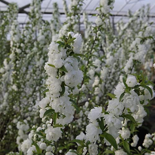 Prunus Alba Plena Decideous Shrub - 20-30cm in Height - Flowering Cherry Shrub in a 9cm Pot