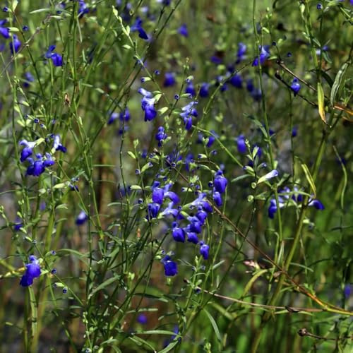 Semi di salvia, Le da giardino sono Semi di Salvia japonica, da giardino 200pcs