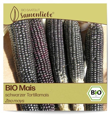 Samenliebe BIO Mais Samen BIO Gemüsesamen alte Sorte Speisemais schwarzer Tortillamais 30 Samen samenfestes Gemüse Saatgut für Garten und Balkon