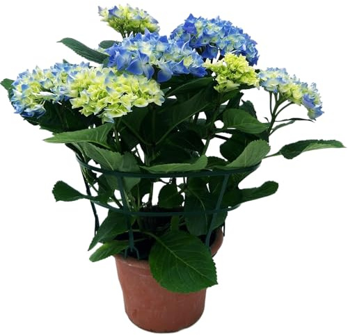 Hortensia Azul Natural Planta Perfumada y Decorativa para el Jardín