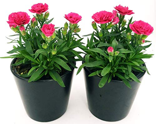 POWERS TO FLOWERS - GAROFANO VIOLA 2 PIANTE IN VASO 14cm, piante vere
