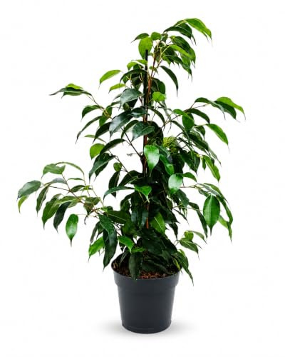 Febo Garden Ficus Benjamina Mixed, Verde, H60 cm, Vaso 14 cm, Pianta da Interno