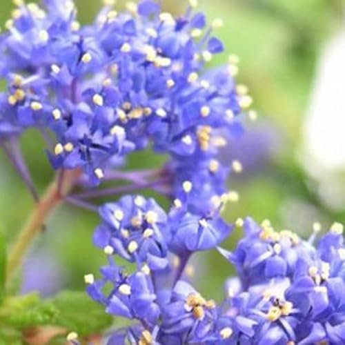Lilas de Californie 'Blue Diamond' – Ceanothus 'Blue Diamond' 40-60 cm pot | Arbuste persistant, fleurs bleues abondantes, idéal haie fleurie