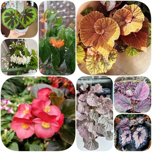 semillas de begonia semillas de Begonia trucha decoración sala estar invernaderos balcón verdes exóticas verano resistentes jardines rocas decoración 400pcs