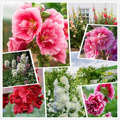 Stockrosensamen - Sommerkarneval - Gemischte Farben