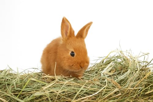 Foin naturel pour lapins 1 kg | Foin italien de prairie de montagne séché au soleil | Nourriture pour cochons d'Inde, Tous les rongeurs, chevaux, ovins, caprins | Qualité Premium