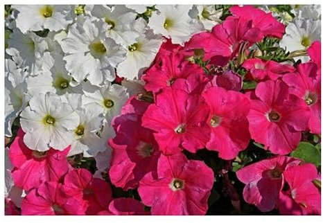 Pcs - 6x Pétunia F1 Tidle Vague Argent & Cerise Rouge Jardin Plantes - Graines KS108 - Seeds & Plants Shop by Ipsa