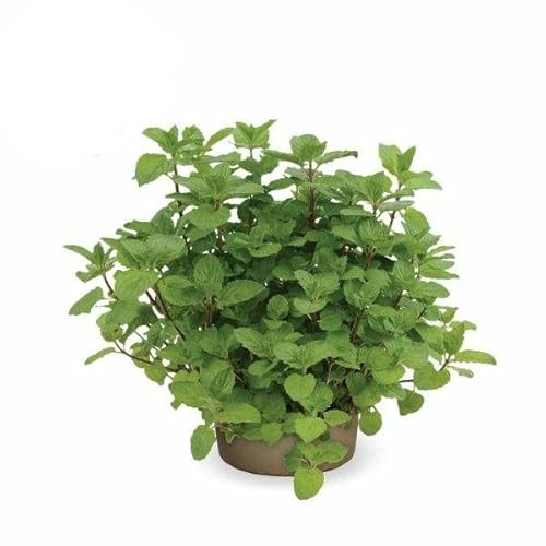 Menta Chocolate Planta Natural Perenne de Hojas Aromatizantes