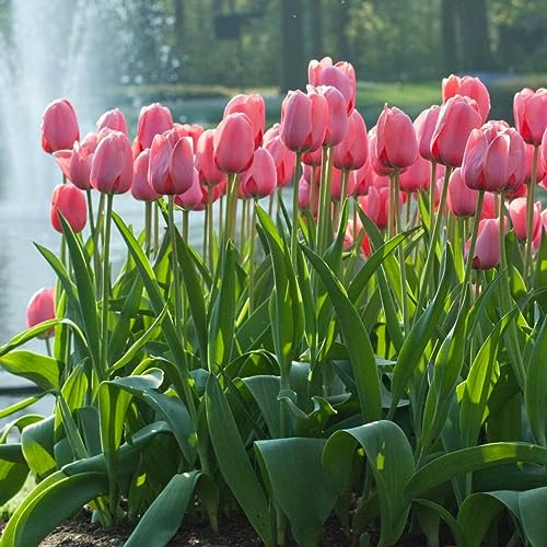 Votaniki Pink Impression Tulip - Perennial, Versatile, and Long Lasting Beauty | Darwin Hybrid Pink Impression Tulip Bulbs for Planting (10 Pack)