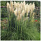 PREMIER SEEDS DIRECT - CORTADERIA - PAMPASS Grass - White Feather - 0.05 GRAM ~ Approx 250 Seeds