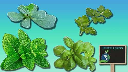 Lot de 800 Graines Spécial Aromate Pourpier vert - Menthe Verte - Persil Plat - Basilic - 4 x 200 graines potager…