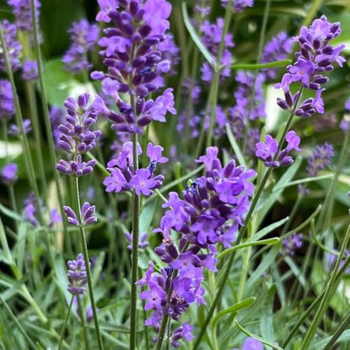 lavendel samen, lavendelsamen dauerblüher Hochbeet Zierblumen zimmerpflanzen wohnzimmer Duftend wildblumen blumenwiese samen draußen bodendecker winterhart mehrjährig pflanzensamen 600pcs