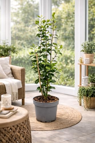 Camellia japonica Brushfield's Yellow krämgul – vinterhård japansk kamelia, vintergrön prydnadsbuske, 100–120 cm, elegant blommande växt för trädgård, terrass och kruka