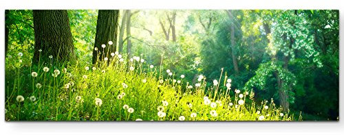 Paul Sinus Art Leinwandbilder | Bilder Leinwand 150x50cm Pusteblumen im Wald