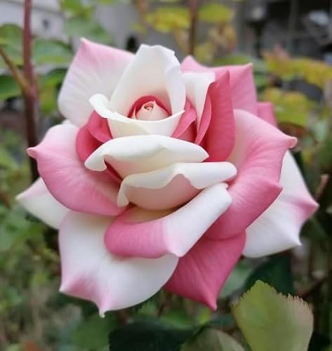 Lös pion – vinterhård perenn pion – trädgårdsdekoration – frodig och blommande – 1 Rhizom-A