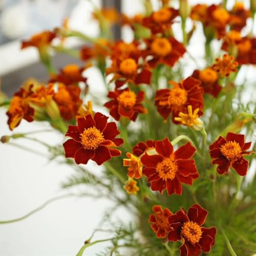 semi di calendula, Tagetes erecta, recisi da esterno resistenti farfalle amici da balcone rare copertura del terreno regali 100pcs