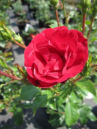Rosa Dacapo - Kletterrose Dacapo