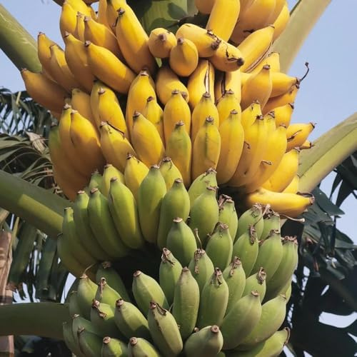 50 piezas semillas banano de semillas de plátano plátano resistente, jardín, resistentes al exterior,