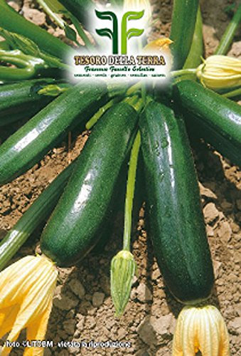 Semi Zucchino Nero Milano, Mondonatura Srl