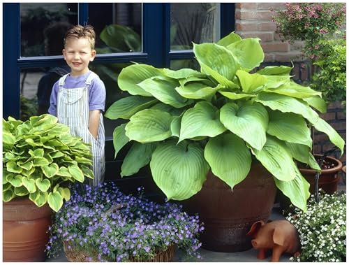 3 x Hosta x cultorum 'Sum and Substance' im 1 Liter Topf (Staude/Winterhart/Bodendecker/Mehrjährig) Großblättrige Funkie, Herzblatt-Lilie - Die Königin der Hostas - von Stauden Gänge