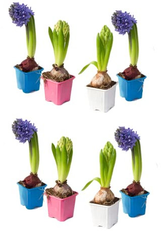 Flores de Jardín - Bulbos de Jacinto - Pack 8 Plantas - Flores Naturales - Mix de Colores